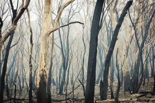 Gum trees burnt by severe bushfire in The Blue Mountains in Australia