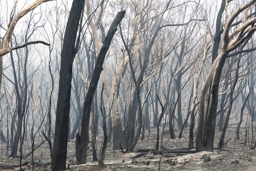 Gum trees burnt by severe bushfire in The Blue Mountains in Australia
