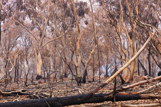 Gum trees burnt by severe bushfire in The Blue Mountains in Australia