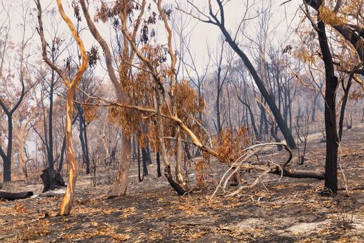 Gum trees burnt by severe bushfire in The Blue Mountains in Australia