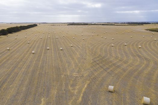 Aerial view of rolled hay bales in an agricultural field in regional Australia