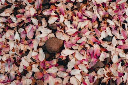 Bright Pink and White Flower Petals in a Pile of Grey Rocks