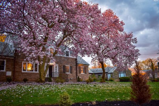 A Large Suburban Home With Blooming Pink Trees Out Front of It