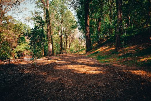 A Wide Path of Wood-Chips in a Summer Forest