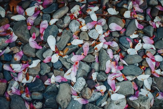 Bright Pink and White Flower Petals in a Pile of Grey Rocks