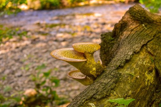 Two Mushrooms Growing on a Tree Stump With a Creek Flowing in the Background