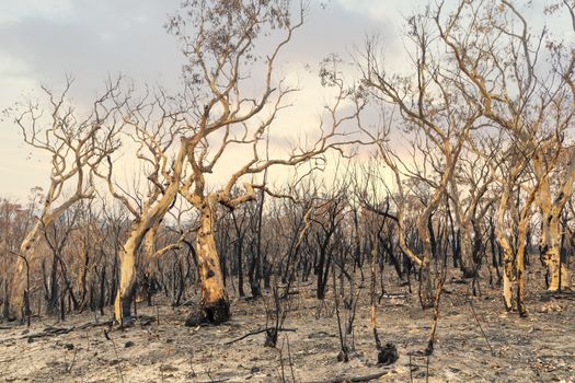 Gum trees burnt by severe bushfire in The Blue Mountains in Australia