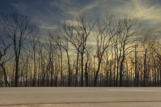 Gum trees burnt by severe bushfire in The Blue Mountains in Australia