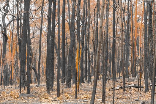 Gum trees burnt by severe bushfire in The Blue Mountains in Australia