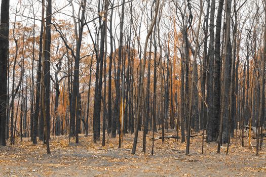 Gum trees burnt by severe bushfire in The Blue Mountains in Australia