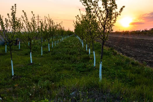 Beautiful sunset lights over the orchard of trees with painted trunks in white.