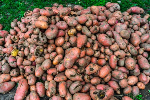 Fresh organic and dirty potatoes. Close up of harvested drought damaged potatoes.