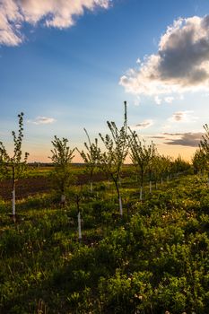 Beautiful sun lights over the orchard of lined trees with painted trunks in white.