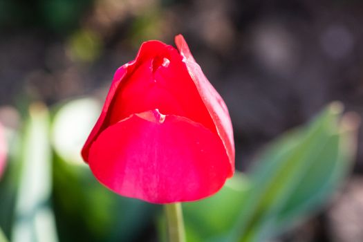 Close up of red tulip flower isolated on blurred background. Macro shot of tulip.