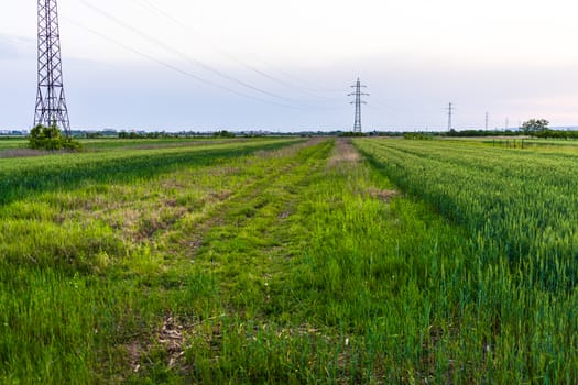 View of agricultural field of green wheat.