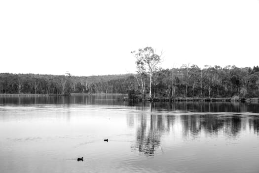 A large fresh water reservoir surrounded by bushland in regional Australia