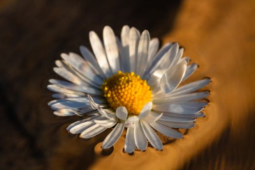 Macro shot of a white daisy, bellis perennis isolated on water.