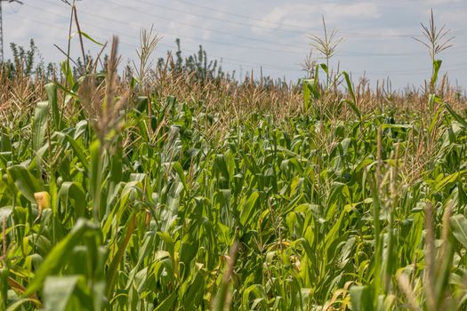 Sun lights over a green corn field growing, detail of green corn on agricultural field.