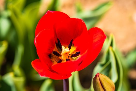 Close up of red tulip flower isolated on blurred background. Macro shot of tulip.