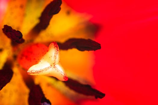 Macro shot of a red tulip isolated, tulip pistil close up. Details of a red tulip flower.