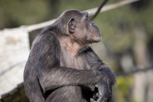 A Chimpanzee resting in the sunshine while looking into the distance