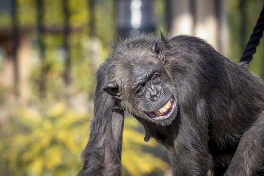 A Chimpanzee resting in the sunshine while looking into the distance