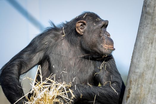 A Chimpanzee resting in the sunshine while looking into the distance