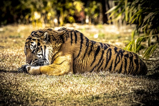 A large African Tiger resting on green grass in the sunshine