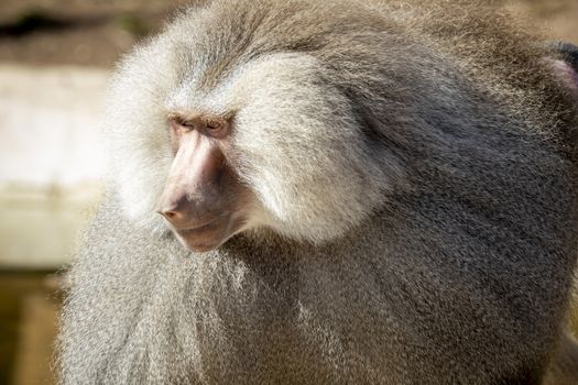 A large male Hamadryas Baboon relaxing in the sunshine