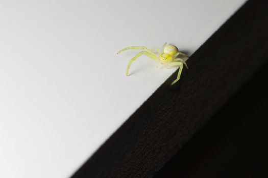 Unusual abstract super macro photo of a black footed yellow sac spider, featuring black and white halves which the spider balances between.