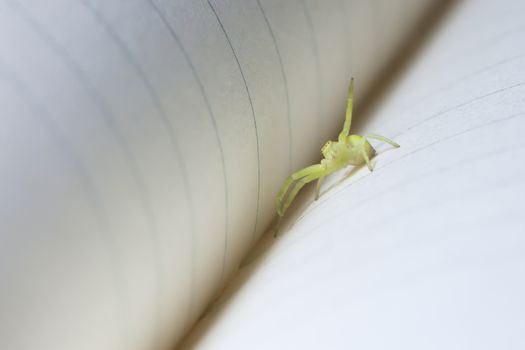 A friendly small green yellow black-footed sac spider waves at the camera from the spine crease of a ruled paper notebook. Super macro image.