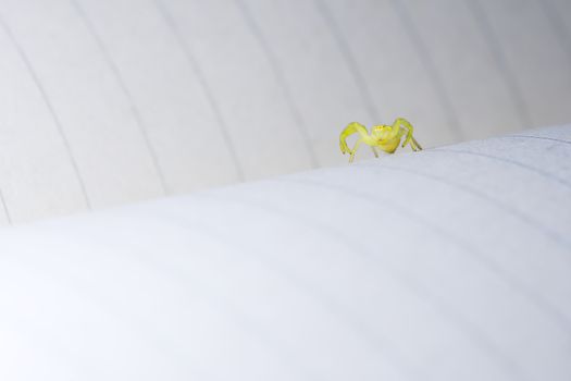 Low angle macro image identifying black footed yellow sac spider as it raises its front two pairs of legs.