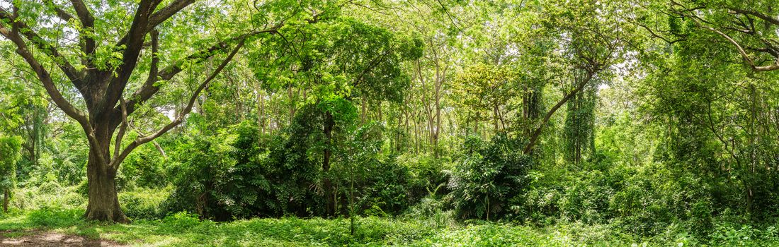 Panoramic landscape of green jungle,Tropical rain forest jungle in Thailand