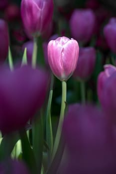 Close up purple tulips blooming in the flower garden