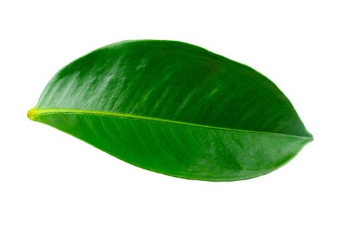 Mangosteen leaves isolated on a white background.