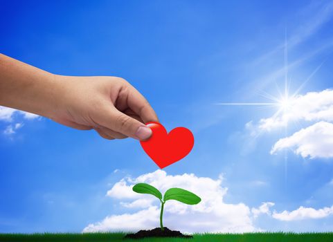 Donation concept, hand holding red heart on blue sky background, growing young plant