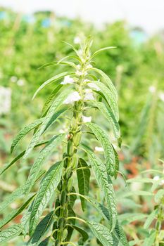 Sesame seed flower on tree in the field, Sesame a tall annual herbaceous plant of tropical and subtropical areas cultivated for its oil-rich seeds