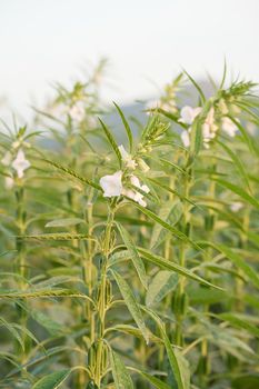 Farmland in the growth of sesame on tree in sesame plants