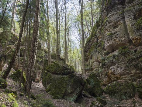 deciduous birch and oak forest with big  moss covered stones and sandstone rocks, lush green spring leaves, czech republic, Lusatian Mountains