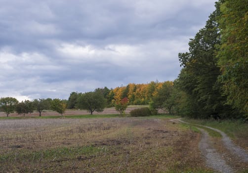 view of fields, row of colorful trees and dirt road running through rural landscape at countryside, Autumn cloudy sky