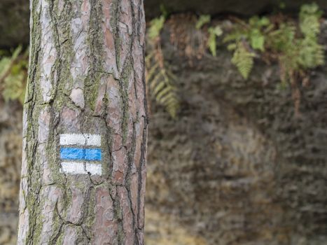 blue touristic mark trail sign on spruce tree trunk forest, rock and fern background, selective focus