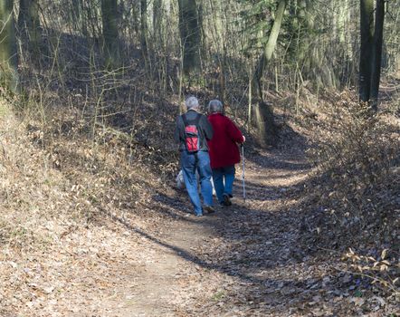 two senior people couple walking on trip in spring forest with blooming blue liverwort or kidneywort flower and beech and coniferous trees, copy space