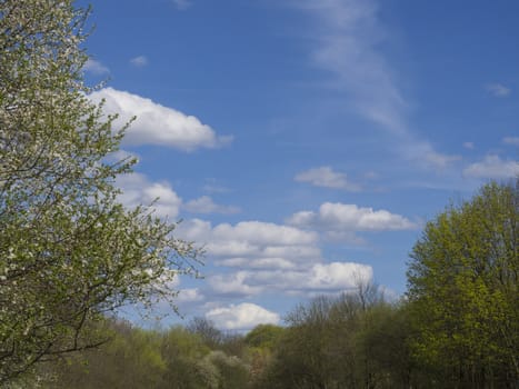 spring sunny landscape with blooming apple tree, fresh lush green leaves, blue sky and white fluffy clouds, copy space