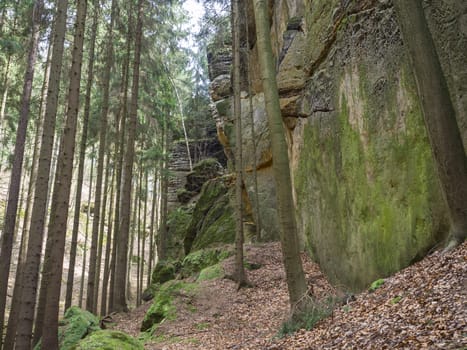 spruce tree forest with big  moss covered stones and sandstone rocks,fallen leaves, czech republic, Lusatian Mountains