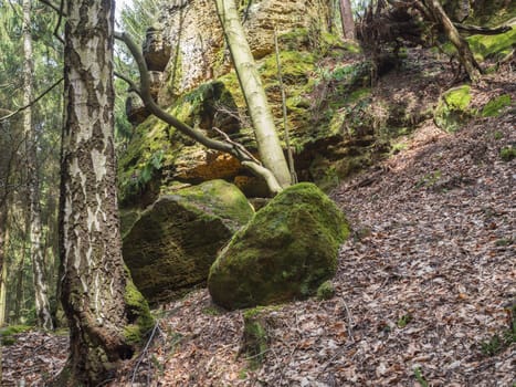 deciduous birch and oak tree forest with big  moss covered stones and sandstone rocks, lush green moss and fern, czech republic, Lusatian Mountains