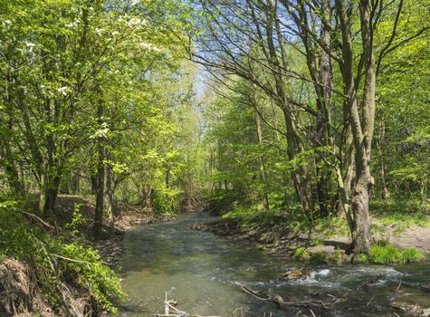 deciduous forest river stream lush green blooming tree, spring afternoon, vibrant colors