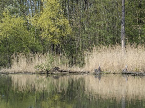 water surface dry grass and trees in swamp lake, spring marchland water pond