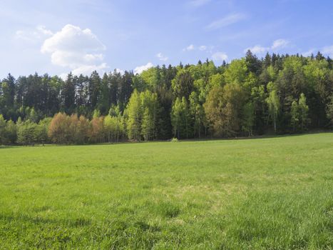 idyllic spring landscape with lush green grass, fresh deciduous and spruce tree forest, blue sky white clouds background, horozontal, copy space