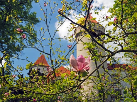 Pink close up magnolia flower forward Czech state castle chateau Konopiste