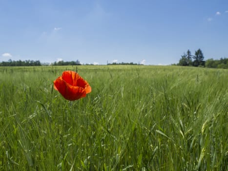 close up single red corn poppy (red-weed) in green field meadow on sunny day with  blue sky white clouds background, vivid colors, selective focus